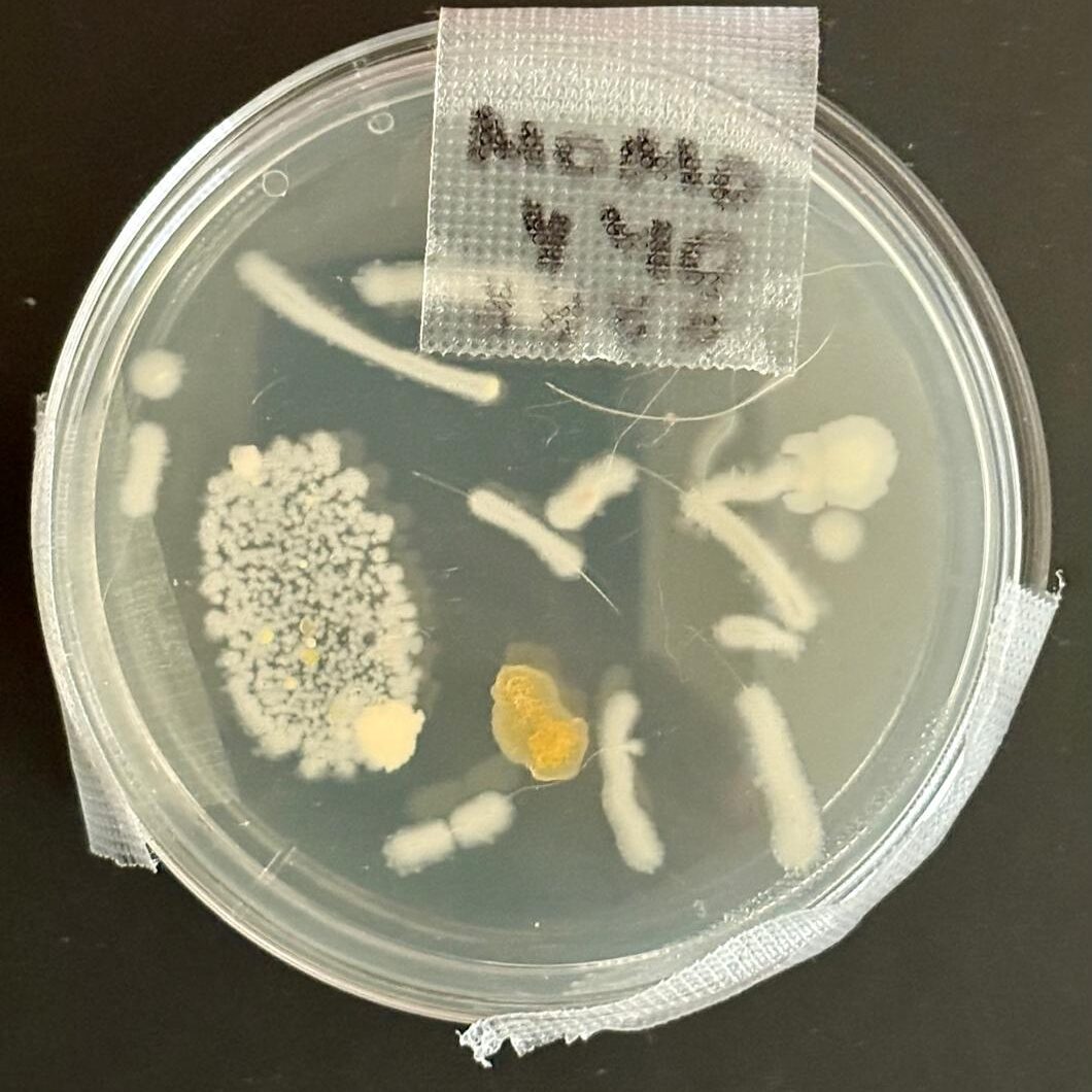 WhatsApp Image 2025-09-06 at 10.39.12 AM (2)